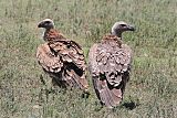 White-backed Vulture